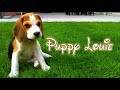 BEAGLE PUPPY LOUIE FROM 8 WEEKS TO 8 MONTHS : CUTE!!!!