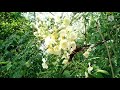 பட்டாம்பூச்சி சரணாலயம் போல் காட்சியளித்த மரம் tree looks like butterfly sanctuary