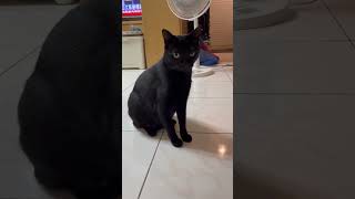 媽媽再次告誡￼Kuro不要進廚房，看起來是有點沒有懂￼￼ #cat #cats #cute #cute cat #shorts￼