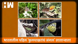 भारतातील पहिलं 'फुलपाखरांचं जंगल' साताऱ्यात; पहा नयनरम्य दृश्य |Satara Mahadare