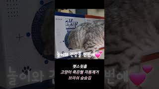 펫스윗홈 고양이 브러쉬 숨숨집국내 제조 실리콘 브러쉬가 달려있어사용만 해도 죽은털이 자동으로 제거되는건강 기능성 숨숨집🔥항상 행복한 펫스윗홈 되세요💕 #고양이 #고양이영상 #cat