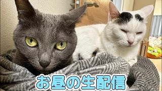 久々に猫たちとお昼のおやつ生配信🐱