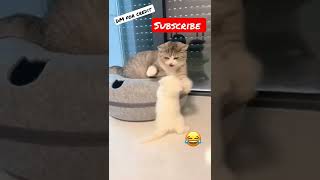cats and kittens meowing #shorts #cat #funny