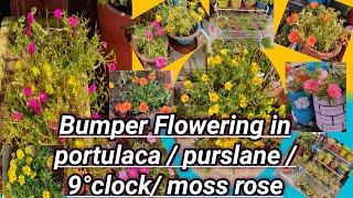 All about growing portulaca / purslane/ moss rose/ 9° clock/ office flowers n get massive bloom