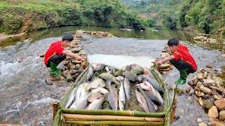 Unexpectedly harvested giant fish using a unique French method in a large stream.