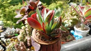 당인 키우기 \u0026 미니당인 분갈이  多肉植物, Korean succulents