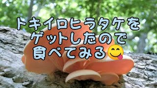 天然トキイロヒラタケをゲットしたので食べてみる！