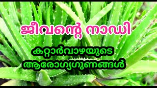 ജീവന്റെ നാഡി : കറ്റാർവാഴ #Aloevera #Kattarvazha #Healthbenefits #Shorts @VijnjaanamSarvamayam