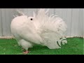 amazing fancy pigeon farm indian fantail pigeon american fantail pigeon breeds collection