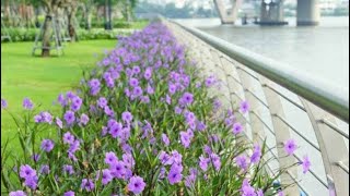 The Art of Trimming Mexican Petunias /ruellia