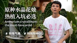 【特殊物種002】原種水晶花燭 Anthurium crystallinum -熱植入坑必選