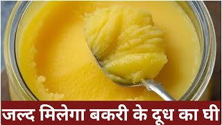 Goat Milk Ghee: मिल्कफेड ने तैयार किया बकरी के दूध का घी, इतने रुपये किलो मिलेगा || Deshhit News