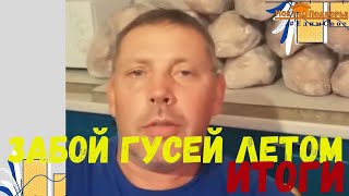 Забой гусей: итоги. \