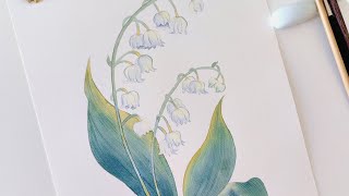 水彩 ｜铃兰 watercolor Lily of the valley