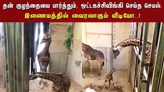 தன் குழந்தையை பார்த்து ஒட்டகச்சிவிங்கி செய்த செய்ல்.. இணையவாசிகளை நெகிழ வைத்த வீடியோ..