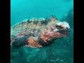 Marine Iguanas (Amblyrhynchus cristatus) are the only marine lizard species in the world.