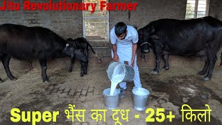 Milk 25+ KG - Super Milk-line Buffalo @ Narwana, Jind - Evening Milk Recorded on 29.3.2018.👍👍