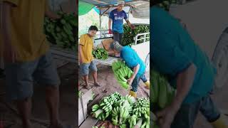 pengepul buah dan sayur..lagi siapkan muatan ke kota..#buahan #buah .pisang. terong.durian..