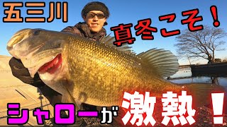 五三川！ デカバス釣りたけりゃ 冬こそシャロー！