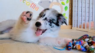 6th day / Border collie puppie is so innocent that our house can't stop cheering and screaming!