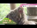 高崎山でユニークな癖のある猿が話題に　夏休みスタートで観光地にぎわう　大分 23 07 21 18 40