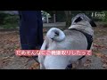 【叱られたパグ】激オコのおかあさんにご機嫌を取る小虎 퍼그 pug パグログ 0374