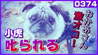 【叱られたパグ】激オコのおかあさんにご機嫌を取る小虎 퍼그 Pug[パグログ-0374]