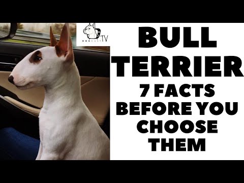 Why is my bull terrier so skinny?
