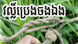 វល្លិ៍ប្រេងចងឯងក្បែខ្ទមអ្នកតា / Khmer Magic.