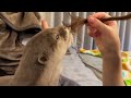 カワウソに髪の毛生やしてみた結果… the result of growing hair on an otter...