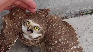 Man Pets A Baby Owl & Picks It Up – Then It Screeches In Fear!