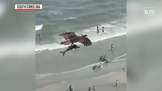 Usa, l’aquila cattura il delfino e sorvola la spiaggia