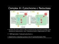 The Electron Transport Chain: Complex III