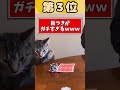 可愛すぎるネッコ映像見て癒されたら寝ろｗｗｗ 2ch動物スレ 2ch 動物 猫