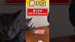 可愛すぎるネッコ映像見て癒されたら寝ろｗｗｗ #2ch動物スレ #2ch #動物  #猫