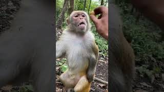Adorable Animals, Monkey Video #Animals #Monkeys, BeeLee Monkey #BeeLeeMonkeyFans 11721183