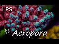 Intro to Acropora Coral Care | The Modern Reefer's Predicament | SPS