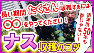 ナスを長い期間、たくさん収穫する為には、この方法をやってみてください！　～狭い庭で家庭菜園～