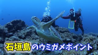 石垣島のウミガメポイント