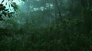 우림 웅덩이의 편안한 소리 2시간   나무에서 떨어지는 가벼운 비와 빗방울