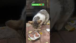 cute cat eat food🥹❤️