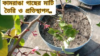 কামরাঙা গাছের মাটি তৈরি ও কিভাবে টবে প্রতিস্থাপন করতে হয়,,#ছাদ_কৃষি #ছাদবাগান #কামরাঙ্গা