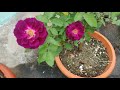 గులాబి గుత్తులుగా పుయాలి అంటే ఇది ఇవ్వండి homemade fertilizer for rose plants