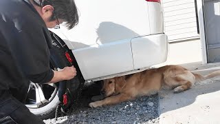 Beware of snow forecast for the metropolitan area over the weekend. 【Golden Retriever Japan】