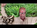 elaichi kheti अलैची खेती cardamom farming अलैची खेती नगदी बाली