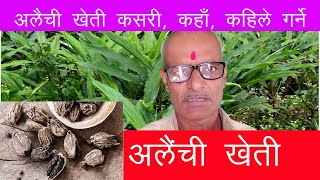 Elaichi Kheti : अलैची खेती || Cardamom farming || अलैची खेती नगदी बाली