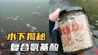 復合氨基酸究竟有沒有誘魚效果？水下測試揭露真相，結果出乎意料