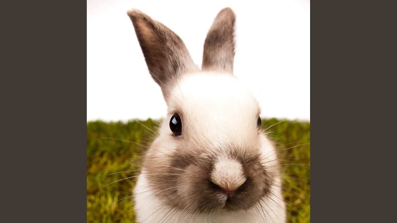 Funny Little Bunny Youtube