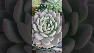 #076【多肉植物】可愛いラウリンゼがさらに素敵に!? #shorts #succulents #エケベリア #cactus