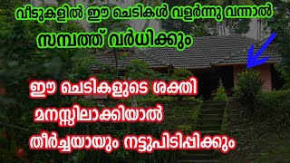 വളരും തോറും വീടുകളിൽ സാമ്പത്തിക നേട്ടങ്ങൾ കൊണ്ട് വരുന്ന ചെടികൾ